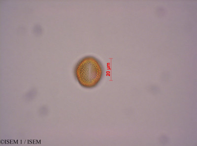 ISEM 1/Nasturtium_officinale_29060/Nasturtium_officinale_29060_0001(copy)_thumb.jpg